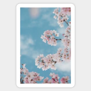 Branches of cherry blossoms flowers - Nature Inspired Sticker